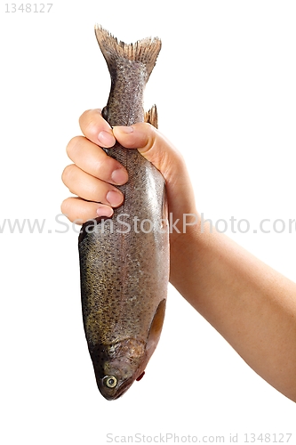 Image of Fish