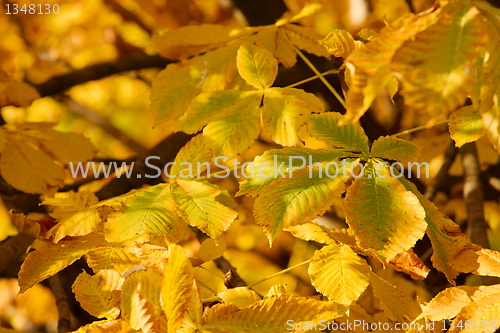 Image of Leaves