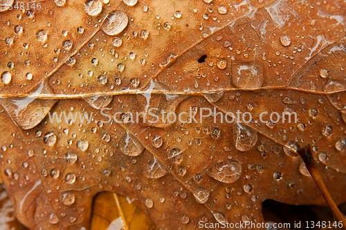 Image of Autumn Leaves