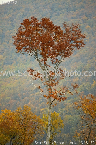 Image of Autumn