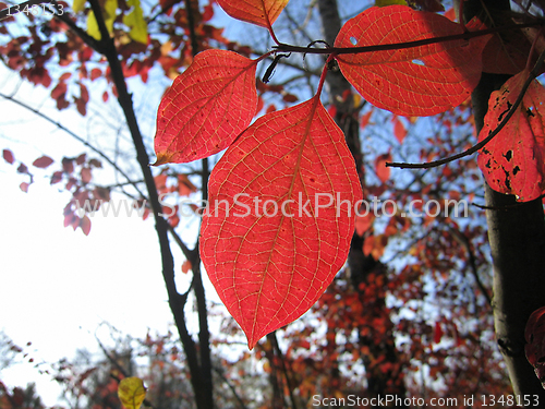 Image of red autumn leaves