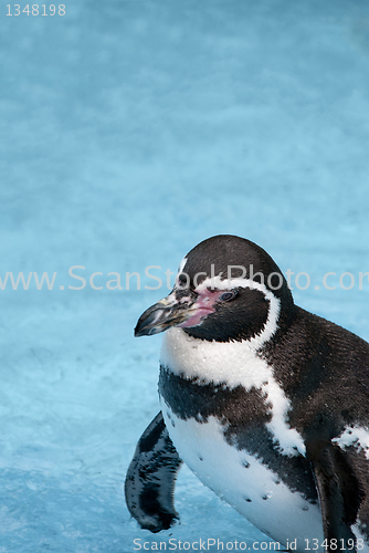 Image of Magellanic Penguin