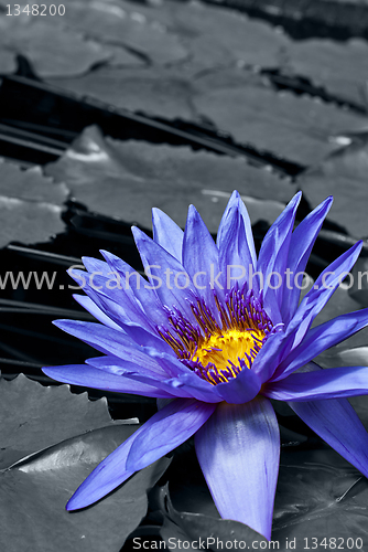 Image of Tropical Waterlily