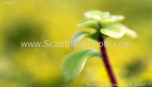 Image of yellow sedum