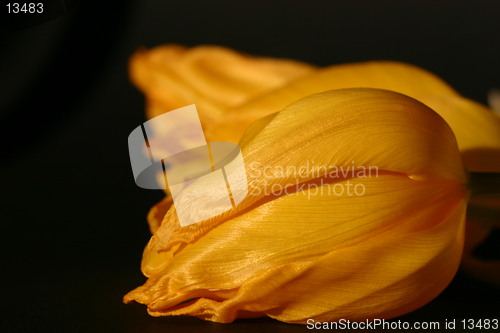 Image of Yellow tulips