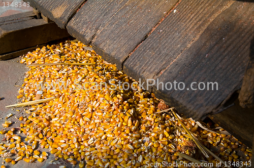 Image of Corn