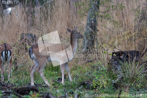 Image of Fallow deer fawn