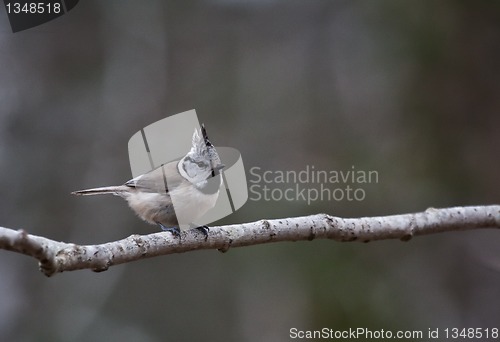 Image of crested tit