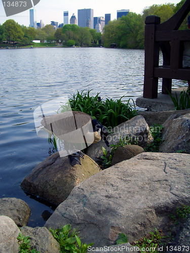 Image of Goose in Central Park, New York