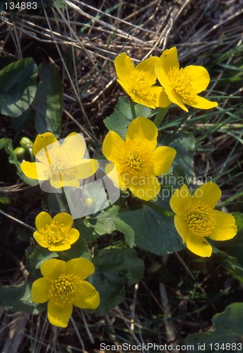 Image of Marsh Marigold