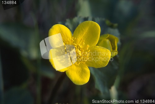 Image of Marsh Marigold