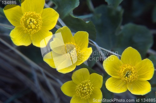 Image of Marsh Marigold