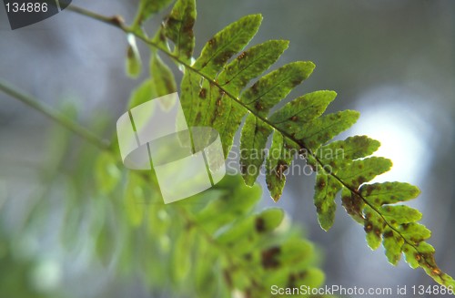 Image of Fern