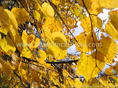 Image of autumn leaves