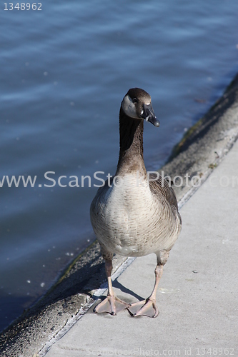 Image of Canadian Goose Close Up