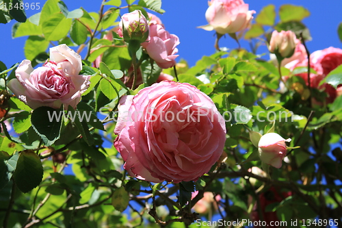 Image of Pink Rose Flowers