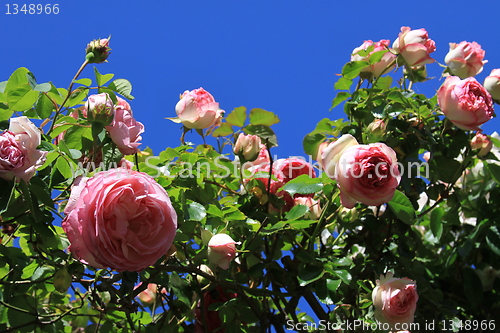 Image of Pink Rose Flowers