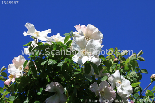 Image of White Rose Flowers