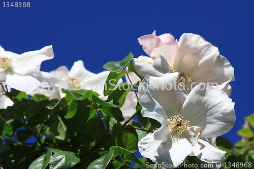 Image of White Rose Flowers