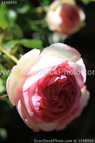 Image of Pink Rose Flowers