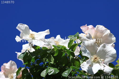 Image of White Rose Flowers