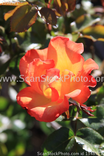 Image of Red Rose Flower