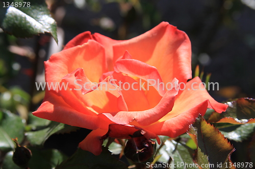 Image of Red Rose Flower