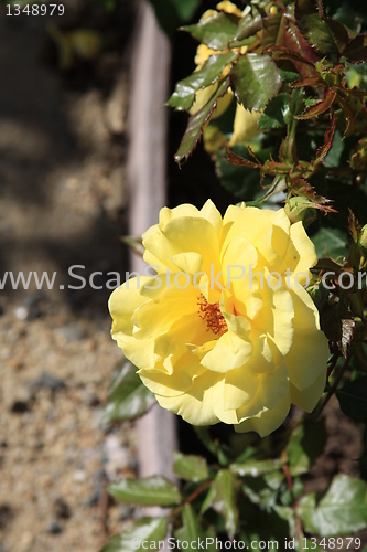 Image of Yellow Rose Flower