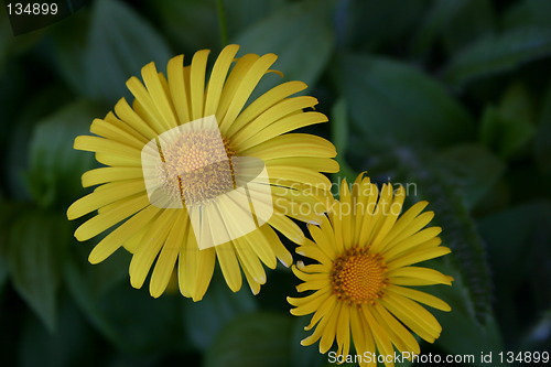 Image of two flowers