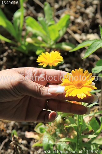 Image of Person Holding a Daisy Flower
