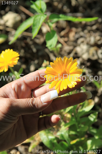 Image of Person Holding a Daisy Flower