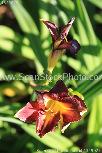 Image of Canna Lily Flower