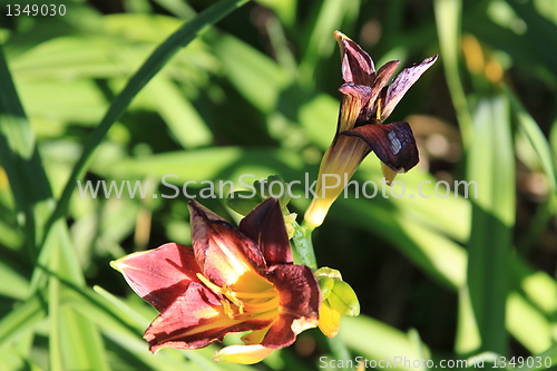 Image of Canna Lily Flower