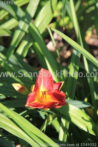 Image of Canna Lily Flower