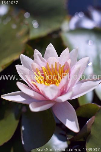 Image of Hardy Water Lily