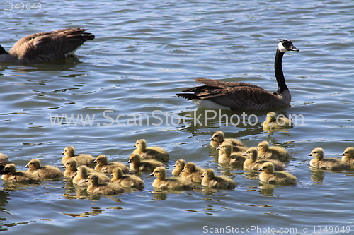 Image of Ducklings