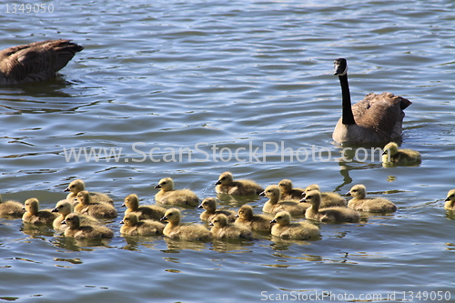 Image of Ducklings