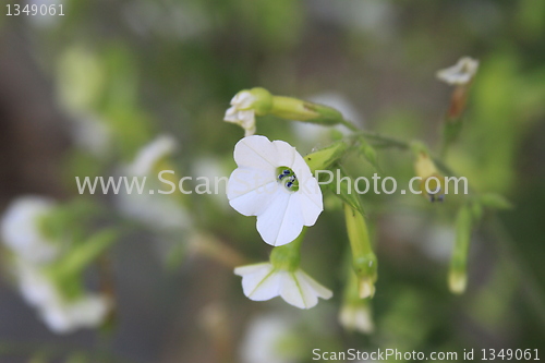 Image of Primrose Flower