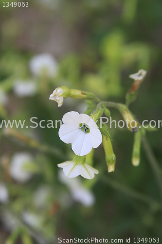 Image of Primrose Flower