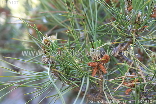 Image of Pine Tree