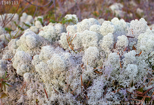 Image of Reindeer moss