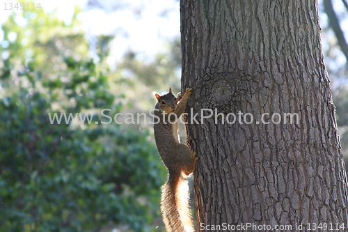 Image of Squirrel