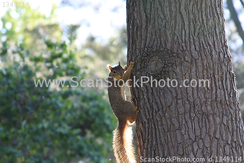 Image of Squirrel