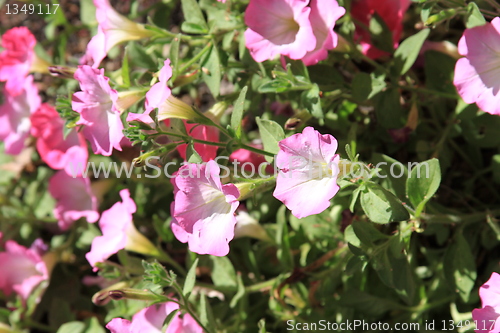 Image of Primrose Flowers