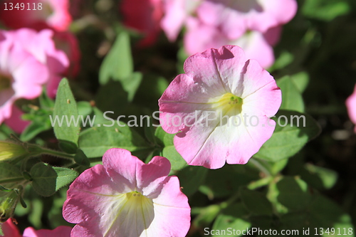 Image of Primrose Flowers