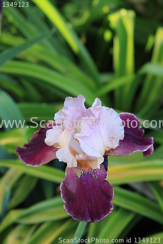 Image of Iris Flower