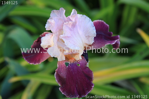 Image of Iris Flower