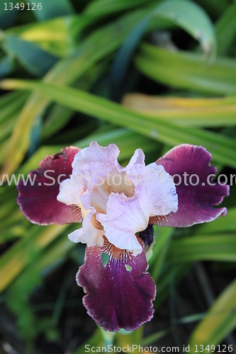 Image of Iris Flower