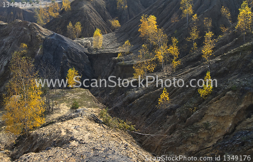 Image of autumn birch trees 