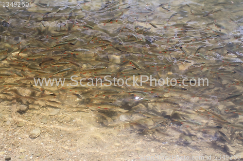 Image of Trout fish shoal